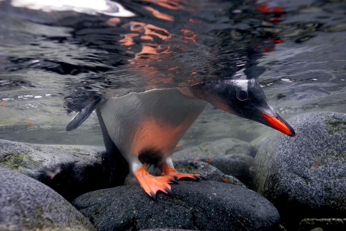 ペンギン巨大です！ かつてフロリダで発見された超大型ペンギンの足跡…40年後に判明
