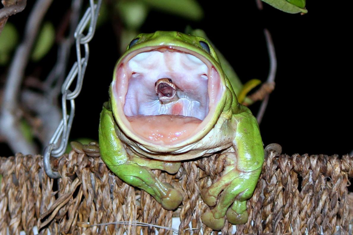 ヘビを丸のみにするカエル 衝撃写真の真相 ナショナル ジオグラフィック日本版サイト