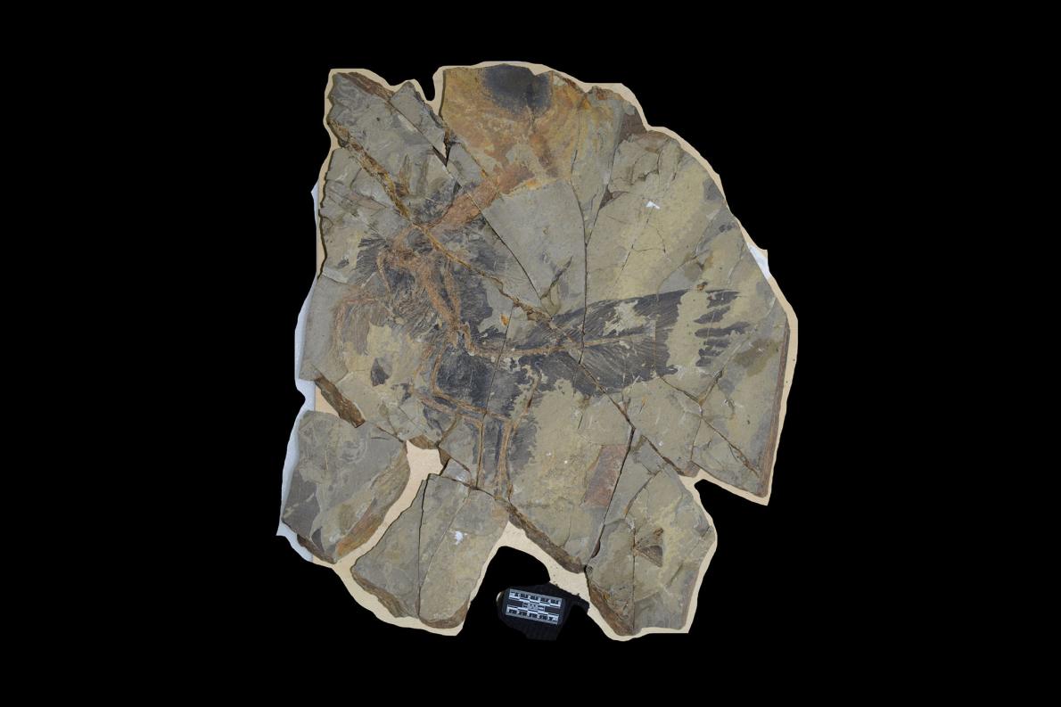 虹色の恐竜が見つかる、ハチドリ似の構造色 | ナショナル ジオ