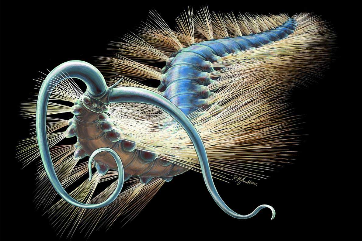 5億年前の驚異の化石 ゴカイ類の新種 神経は初 ナショナルジオグラフィック日本版サイト