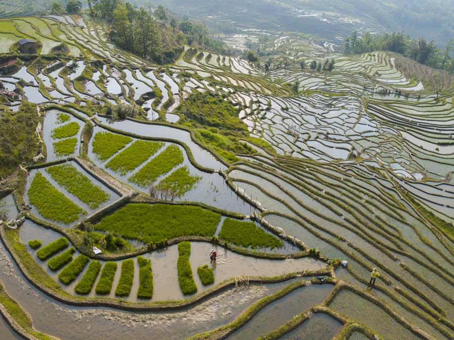 中国の農業変革、食の欧米化をどう支えるか | ナショナル ジオ