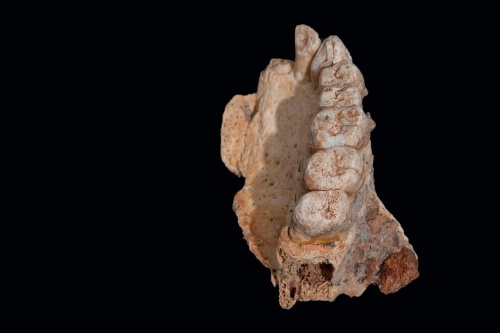 人類の出アフリカは18万年前?定説覆す化石発見 ナショナル ジオグラフィック日本版サイト