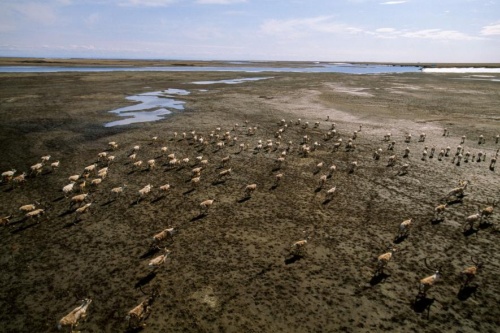 北極圏の永久凍土に水銀、推定5700万リットルナショナルジオグラフィック日本版サイト