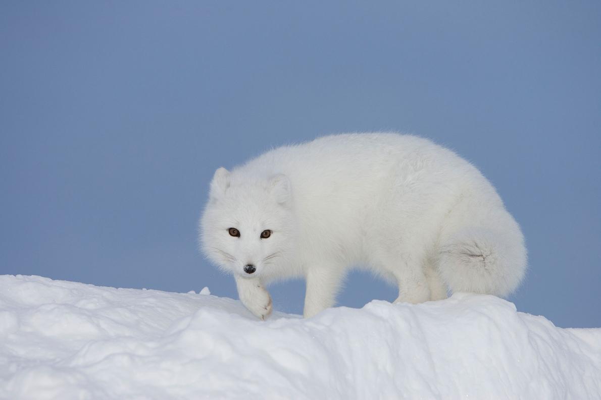 冬毛の動物を絶滅させない方法 研究者が提言 ナショナルジオグラフィック日本版サイト