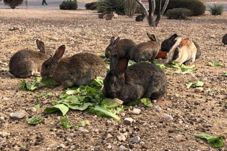 ウサギ30匹以上が毒殺される 犯人不明 米ネバダ ナショナルジオグラフィック日本版サイト