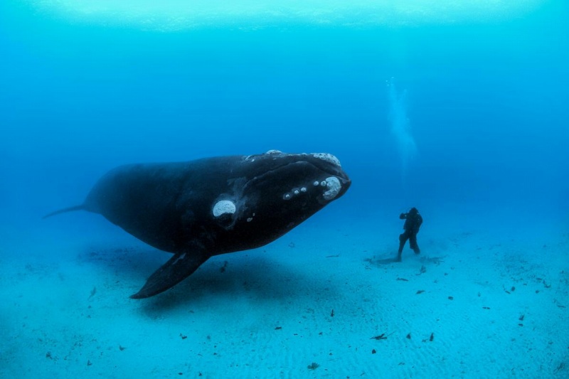 動画 超希少クジラをドローン空撮 初の鮮明映像 ナショナルジオグラフィック日本版サイト