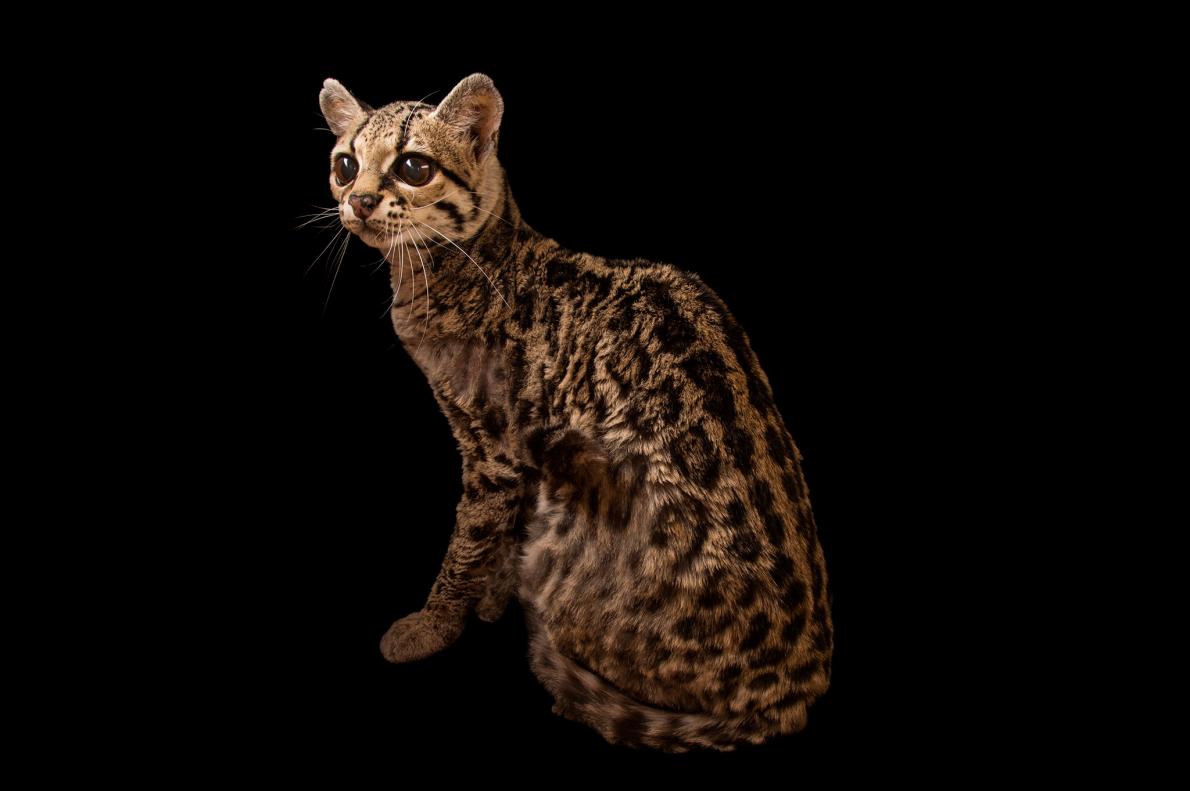 古代マヤで犬を飼育した最古の痕跡、儀式で使用 | ナショナル