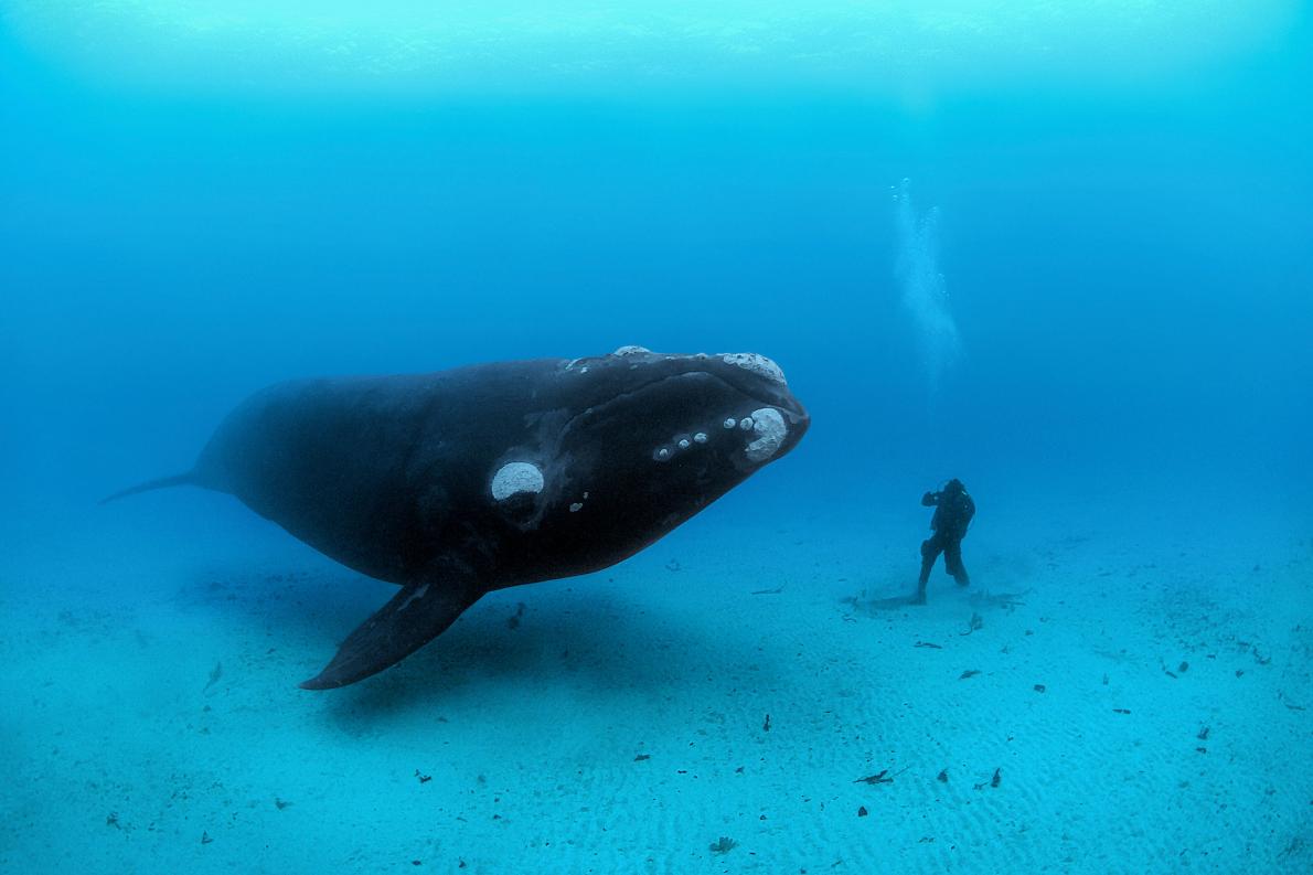 クジラやトドらの大型化 理由を解明 定説覆す ナショナルジオグラフィック日本版サイト