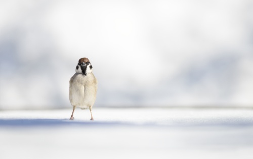 スズメはなぜ町の中でしか子育てしないのか ナショナルジオグラフィック日本版サイト スズメはなぜ町の中でしか子育てしないのか ナショナルジオグラフィック日本版サイト
