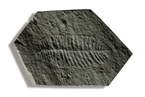 特集フォトギャラリー5点(画像クリックでリンクします)