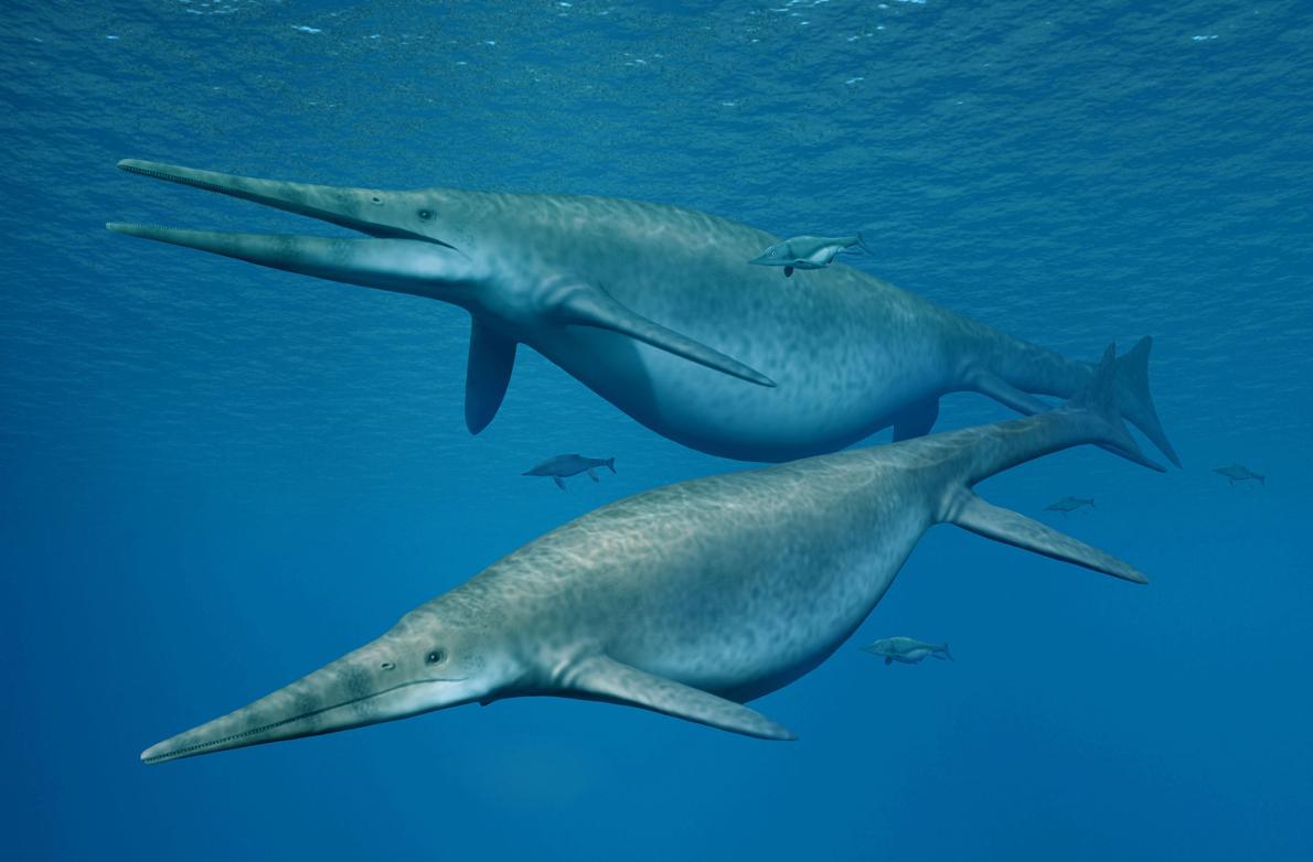 史上最大級の魚竜の化石を発見 体長約25m ナショナルジオグラフィック日本版サイト