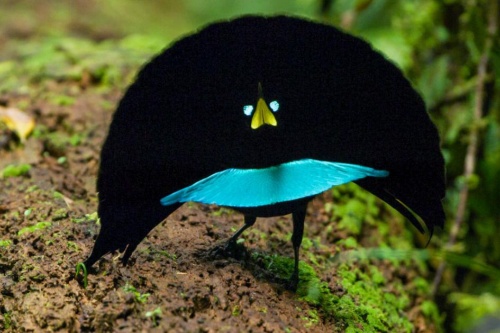 発見 軽やかに踊る新種の極楽鳥 ナショナルジオグラフィック日本版サイト 発見 軽やかに踊る新種の極楽鳥 ナショナルジオグラフィック日本版サイト