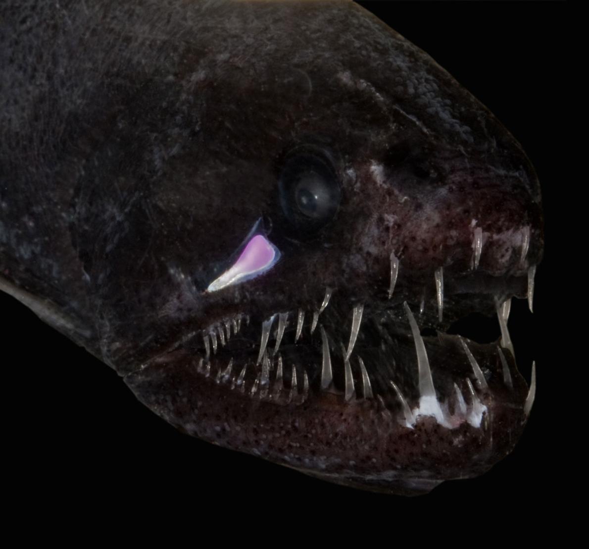 黒い深海魚 99 9 の光を吸収と判明 闇に紛れる ナショナルジオグラフィック日本版サイト