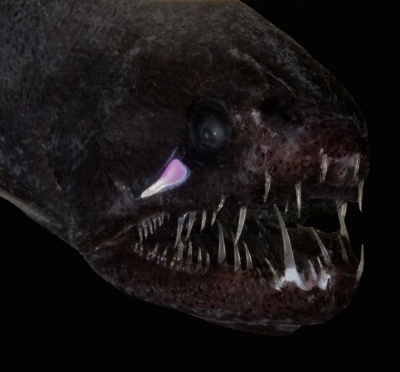 黒い深海魚 99 9 の光を吸収と判明 闇に紛れる ナショナルジオグラフィック日本版サイト 黒い深海魚 99 9 の光を吸収と判明 闇に紛れる ナショナルジオグラフィック日本版サイト