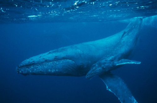 歯のない最古のクジラ化石、新種として発表ナショナルジオグラフィック日本版サイト