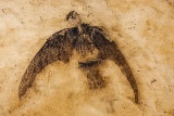 恐竜絶滅、なぜ鳥だけが生き延びた？