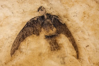 恐竜絶滅、なぜ鳥だけが生き延びた？