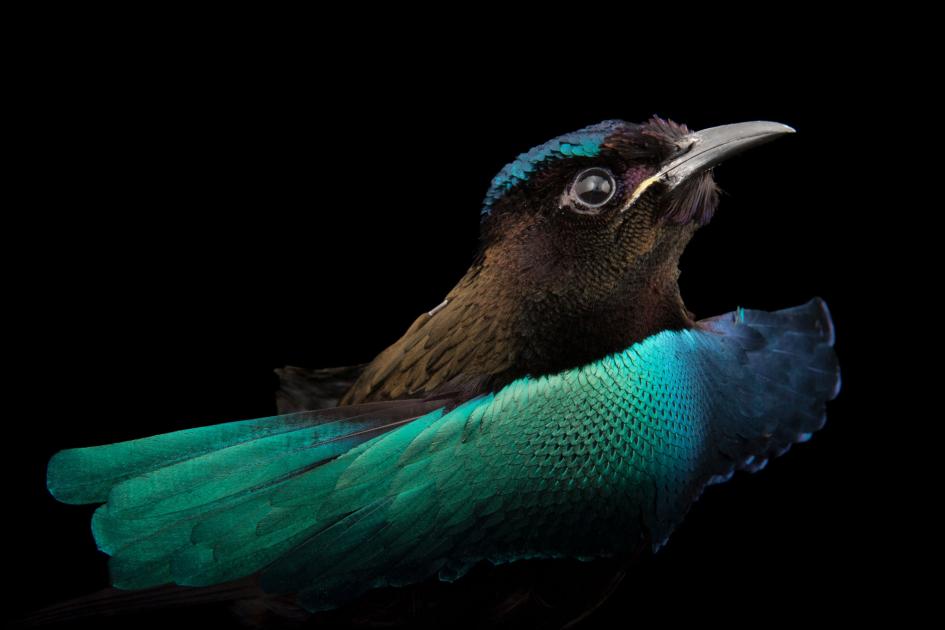 若き音楽家はなぜ博物館の鳥300体を盗んだのか | ナショナル ジオ