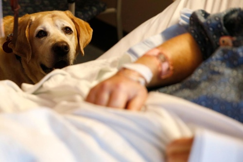 人々を癒やすセラピー犬 犬はどう感じている ナショナルジオグラフィック日本版サイト 人々を癒やすセラピー犬 犬はどう感じている ナショナルジオグラフィック日本版サイト