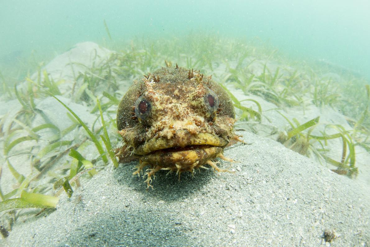 動画 怪魚ウミガマの愛の歌 初の記録 研究 ナショナルジオグラフィック日本版サイト