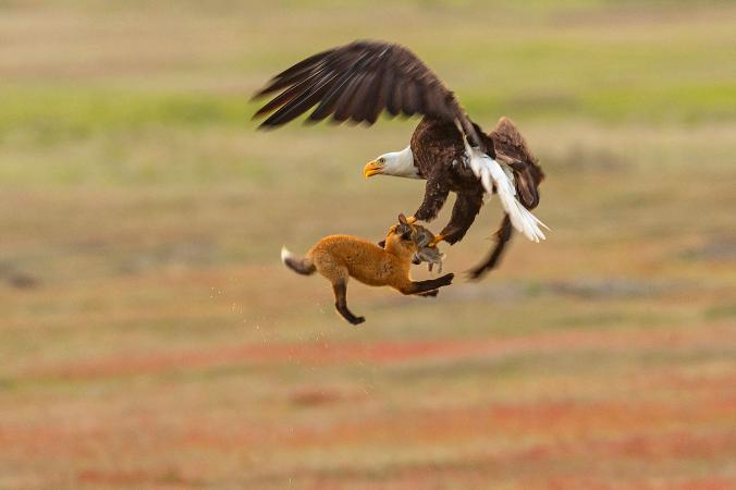動画 ワシが獲物を横取り キツネごと空中へ ナショナルジオグラフィック日本版サイト