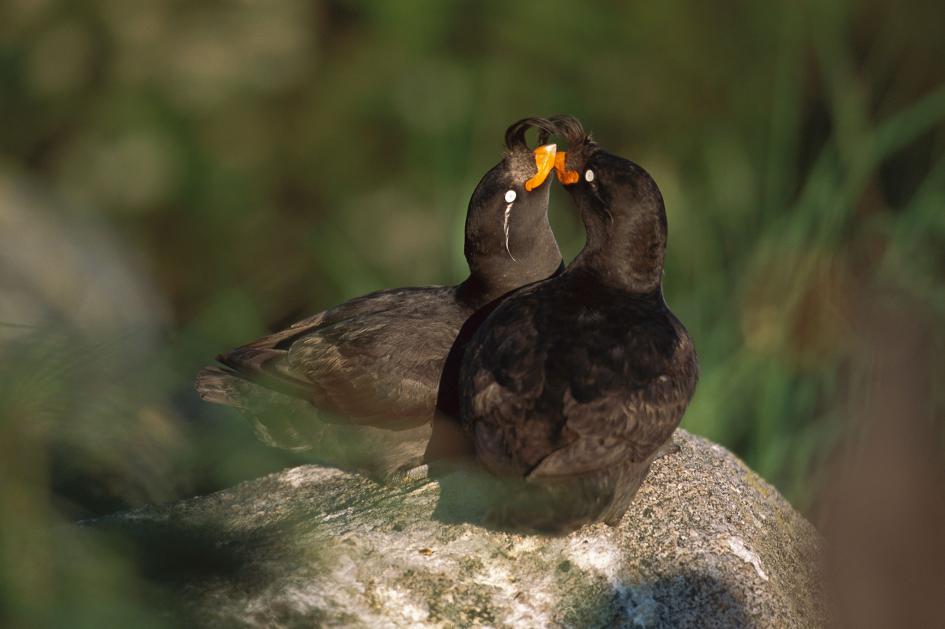 ウミスズメ 柑橘の香りを出してメス誘う 研究 ナショナルジオグラフィック日本版サイト