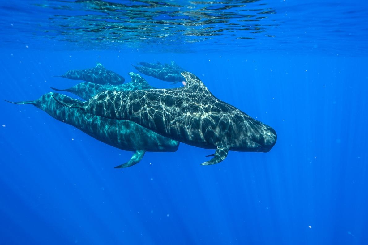 動画 餓死したクジラ 胃にビニール袋80枚 ナショナルジオグラフィック日本版サイト
