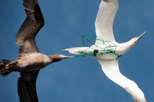 漁網に捕まる海鳥、緑色LEDで85％減、研究 | ナショナル ジオグラフィック日本版サイト