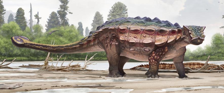装甲もつ恐竜の新種を発見、アジアの仲間に近縁 | ナショナル ジオ