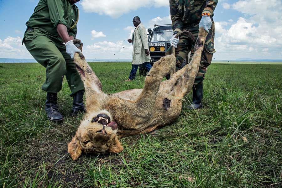 ライオンが毒殺される アフリカで深刻になる問題 ナショナルジオ