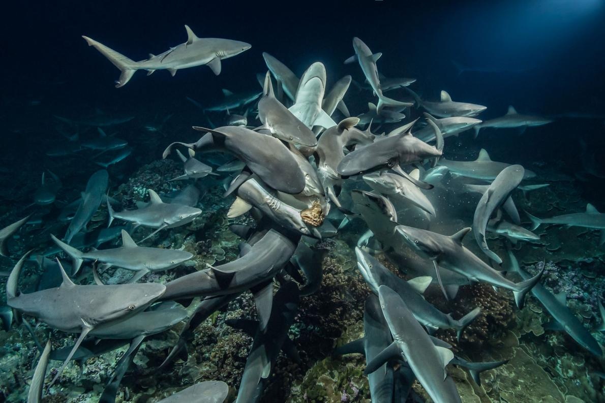 800年前のサメの背骨の化石 800年前のサメの背骨の化石