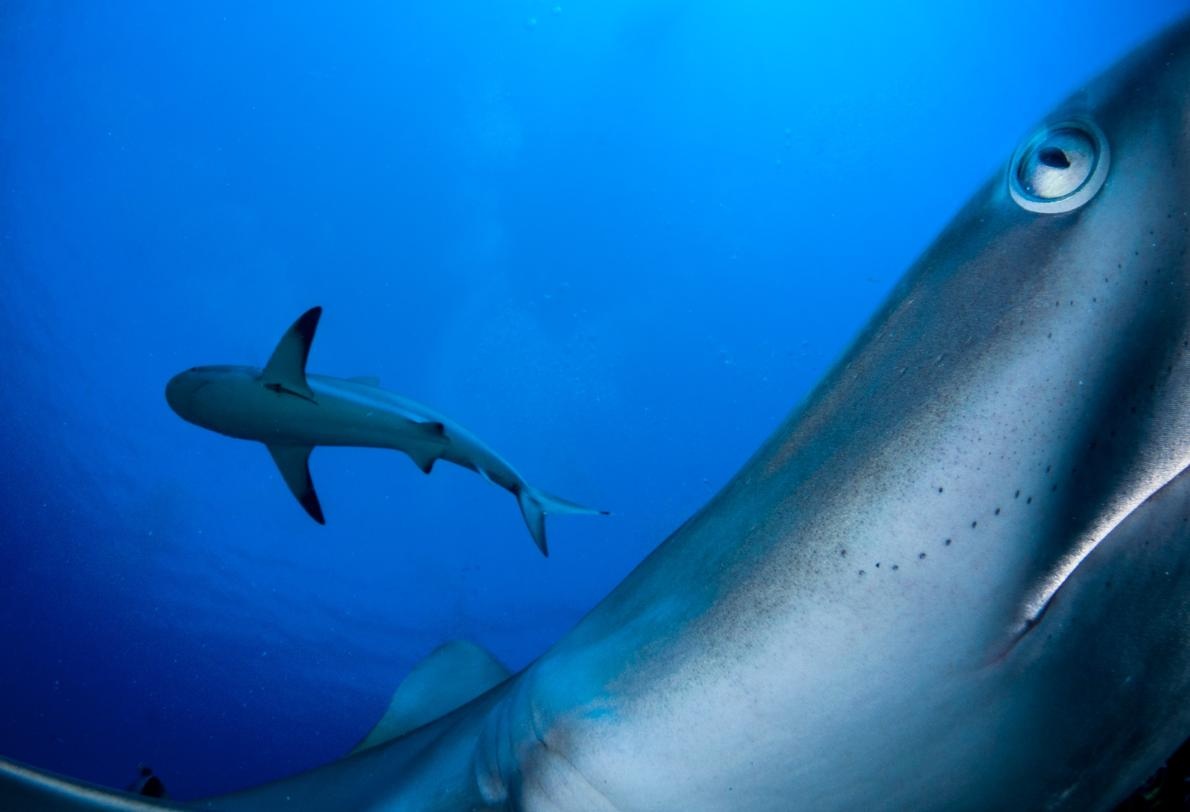 動画】サメよけに磁石が威力を発揮、保護に朗報 | ナショナル ジオ