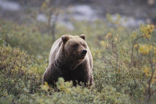 絶滅クマのdna ヒグマで発見 異種交配していた ナショナルジオグラフィック日本版サイト