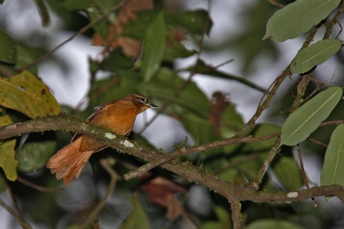 この10年で8種の鳥が絶滅か 評価の見直しを勧告 ナショナルジオグラフィック日本版サイト