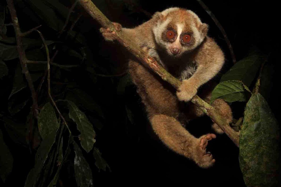 動画 絶滅危惧のスローロリス ペットから森へ ナショナルジオグラフィック日本版サイト