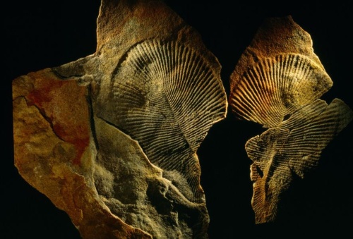 謎の古代生物の正体は 動物 と判明 地球最古級 ナショナルジオグラフィック日本版サイト 謎の古代生物の正体は 動物 と判明 地球最古級 ナショナルジオグラフィック日本版サイト