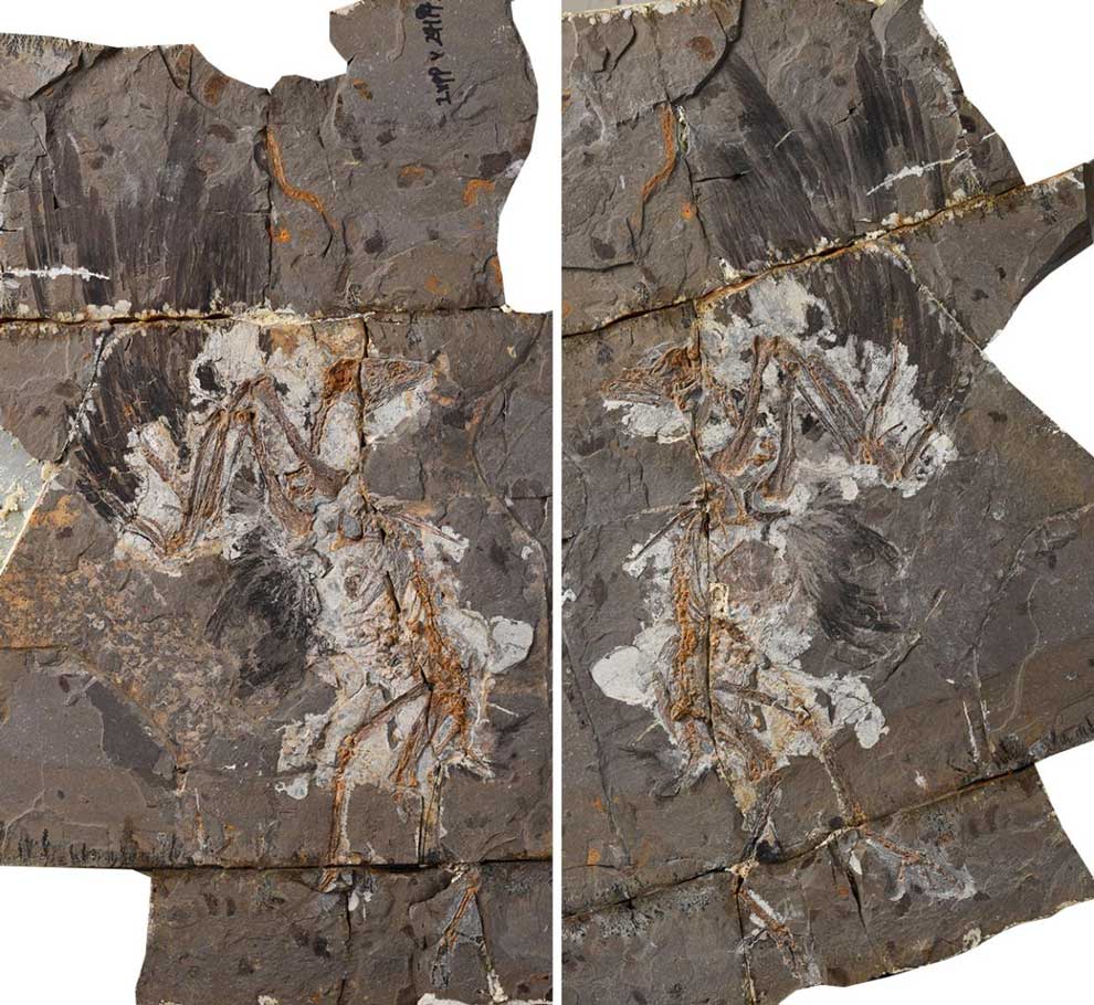 恐竜時代の奇妙な鳥の新種化石を発見、謎深まる | ナショナル
