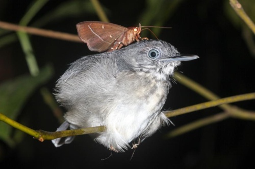 眠っている鳥の涙を飲む蛾を発見 世界で3例目 ナショナルジオグラフィック日本版サイト