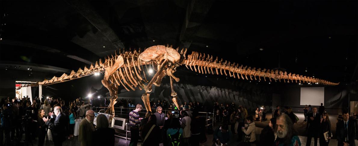 ネコ脚で四足歩行 奇妙で巨大な新種の恐竜を発見 ナショナルジオグラフィック日本版サイト