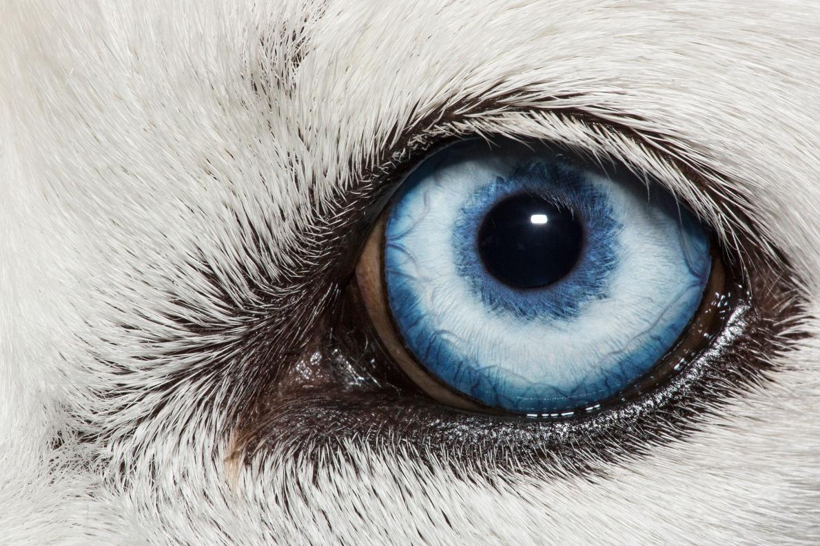 ハスキー犬の独特な青い目 関連遺伝子を発見 ナショナル ジオグラフィック日本版サイト