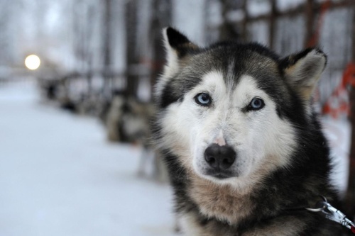 ハスキー犬の独特な青い目 関連遺伝子を発見 ナショナルジオグラフィック日本版サイト