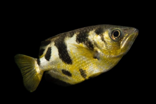 動画 テッポウウオ 人間の顔を見分けて狙撃 ナショナルジオグラフィック日本版サイト 動画 テッポウウオ 人間の顔を見分けて狙撃 ナショナルジオグラフィック日本版サイト