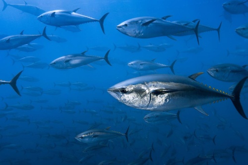 マグロの大量不正取引を摘発、違法は合法の倍かナショナルジオグラフィック日本版サイト