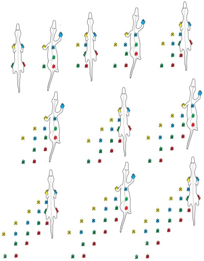 なぜ斜め歩き 謎の足跡化石 爬虫類最古級か ナショナルジオグラフィック日本版サイト なぜ斜め歩き 謎の足跡化石 爬虫類最古級か ナショナルジオグラフィック日本版サイト