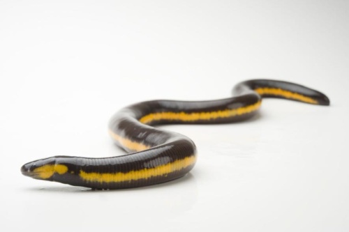仮装にいかが 生物界のモンスター赤ちゃん 6選 ナショナル ジオグラフィック日本版サイト 仮装にいかが 生物界のモンスター赤ちゃん 6選 ナショナル ジオグラフィック日本版サイト