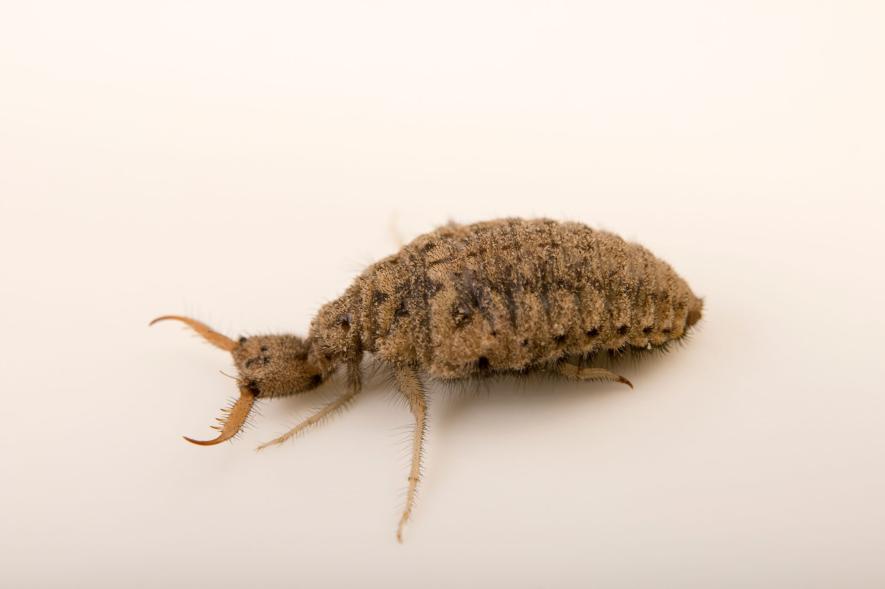 仮装にいかが 生物界のモンスター赤ちゃん 6選 ナショナルジオグラフィック日本版サイト