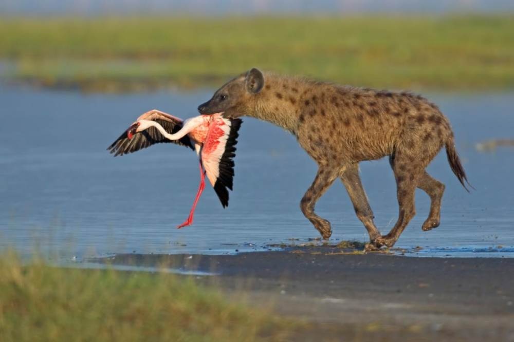 動画 ヒョウとハイエナが仲良く食事 ナショナルジオグラフィック日本版サイト