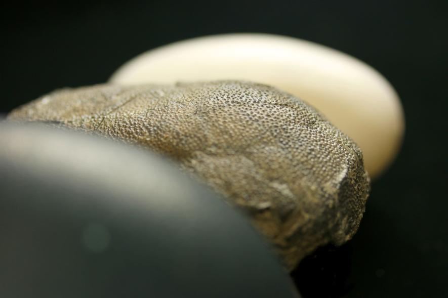 恐竜の卵 1億年前の天然化石鳥の卵のカラフルさ、