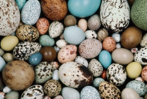 鳥の卵のカラフルさ 発祥は1 45億年前の恐竜 ナショナルジオグラフィック日本版サイト