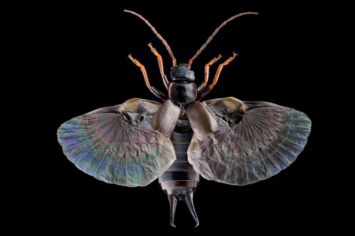 動画 ハサミムシのすごい翅 驚異の折り畳み式 ナショナル ジオグラフィック日本版サイト